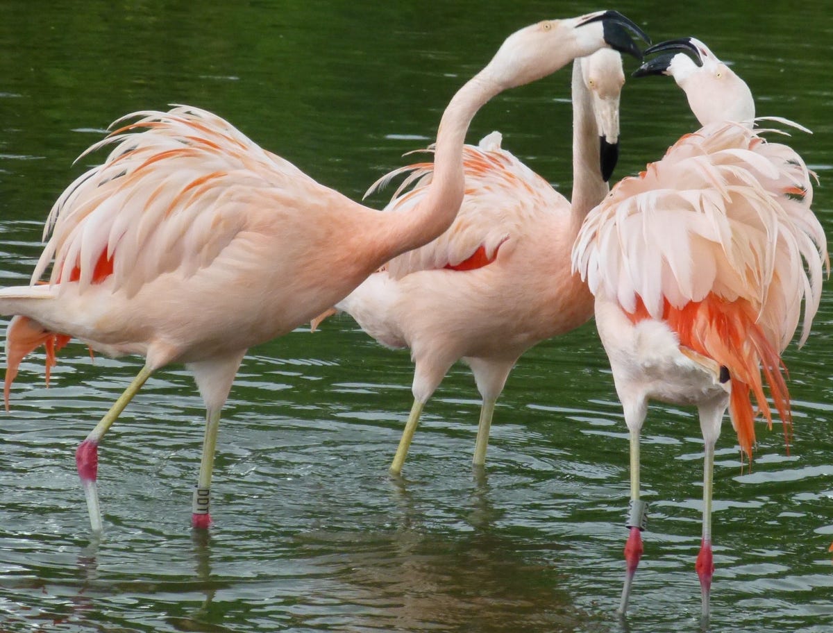 Scientists have discovered that flamingos exhibit behavior similar to cliquey high school students